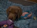 Max the Weimaraner