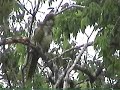 recooped Monk Parakeet recooped Monk Parakeet