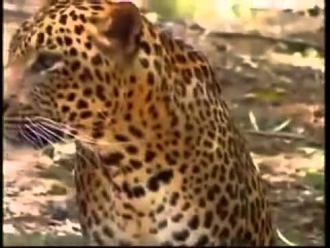 tiger and cat
