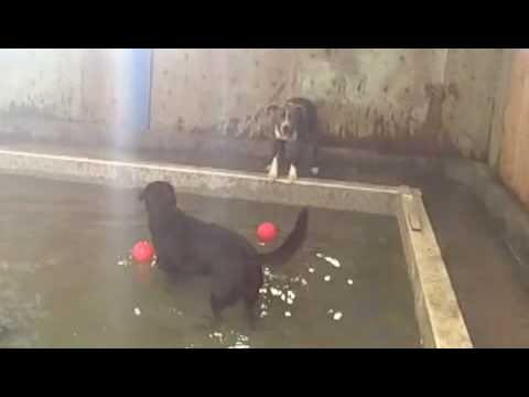 monkichia - We opened our new pool to the excited pooches. For more information, go to the website: www.planetpooch.com or the blog, www.planetpooch.com/blog.