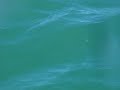 Go Sea Kayak Byron Bay May 3rd 2008 Dolphins