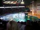 Dolphinarium