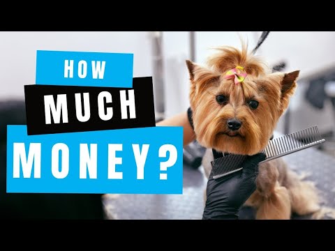 How Much Money Can You Make Owning a Dog Grooming Business?