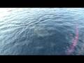 Whale Shark Seen In The Maldives During March 2009