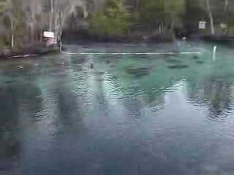 Forced Manatee Migration