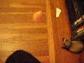 Pickle