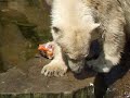 Cool surprise for Knut!