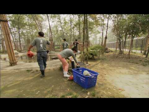 Moon Bears’ Journey<br>to Freedom Part 2