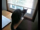 Floyd sits and watches Floyd sits and watches
