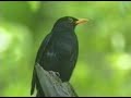Gesang der Amsel, Song of a Blackbird