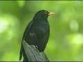 Gesang der Amsel, Song of a Blackbird