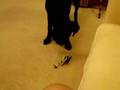Charlie and the helicopter