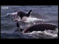 BBC: Killer Whales Target Prey