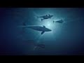 BBC: Killer Whales Target Prey
