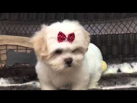 Ball of fluff, Shih-Poo puppy