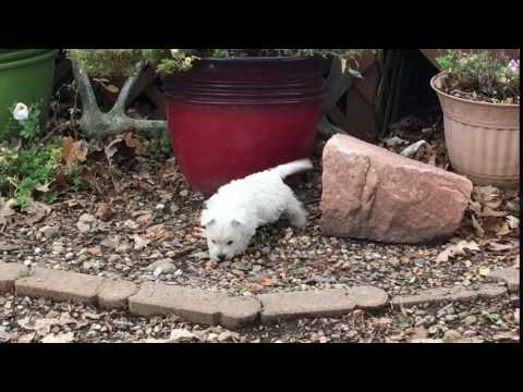 Charlie is exploring outside