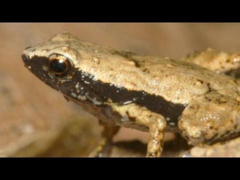 This Tiny Frog Can Hear Through Its Mouth