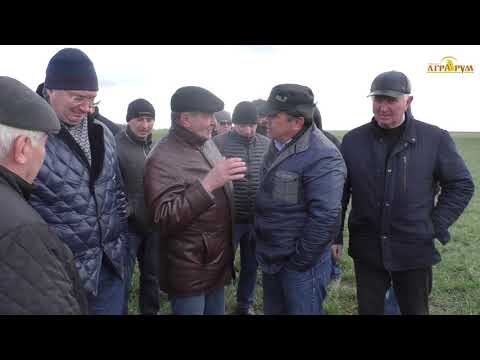 NO-till в Крыму. Посевы зимующего гороха, озимого ячменя.