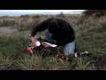 videos de Casey Veranth flying logo 600 3d