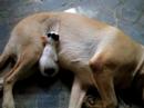 Meu cachorro e meus gatos vivem em paz!!!