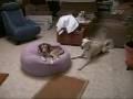Two Saluki, One Pillow - How to remove a Saluki manual.