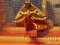 White-Streaked Silkmoth female activates in reduced light