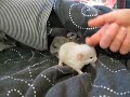 Young Baby Chinchillas