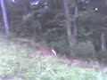 COUNTRY got him crazy