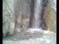 GULMIT 1