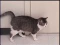 Pete and Cindy HOPE kitties