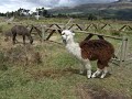 Alpaca at 11,500\