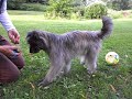 ClickerVorschau1_30VII2011.wmv