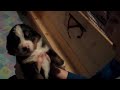Berner Puppies