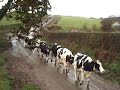 cows walk to barn take me home country roads 2