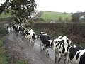Cows walk to Barn.Take me home country roads 2 Cows walk to Barn.Take me home country roads 2