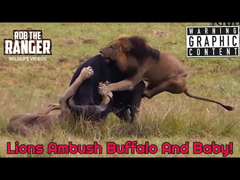 Dramatic Lion Hunt: Lions Stalk And Kill Buffalo Cow & Newborn Calf !!