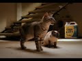 Watch 'Anuncio Tidy Cats'
