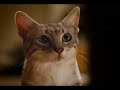 Tidy Cats Commercial Tidy Cats Commercial