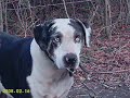 Catahoula History Movie