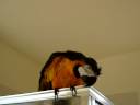 Good Bird, Wet Bird