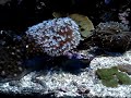 aquario marinho com alguns peixes e corais 