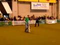 Crufts YKC 2008 Heelwork YKC Starters