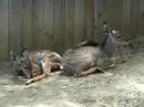 Baby kudus at the Caldwell Zoo, in Tyler TX, USA. Video was shot in the first half of 2006.