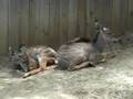 Baby Kudus