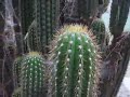 A Beutiful Cactus w/ Huge White Flowers. What kind is it????