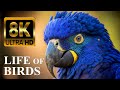 LIFE OF BIRDS 8K ULTRA HD ā NATURE DOCUMENTAR ..