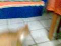 Baldo e Maggie brincando