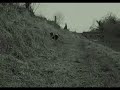Scary Keeshond Dog Spoof Trailer