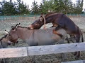 2 croatian donkies
