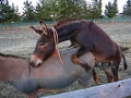 donkies ;-) donkies ;-)